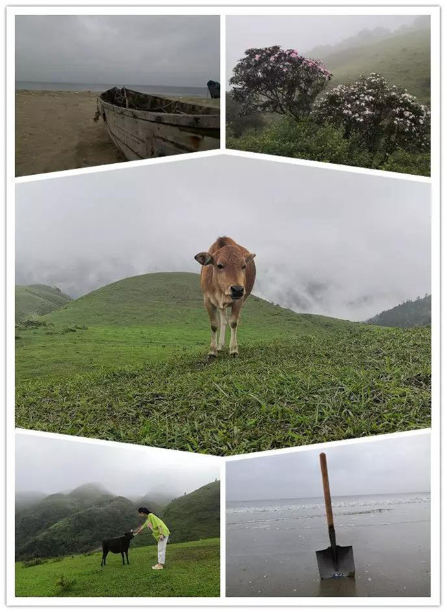 5月1日，陽西藍袍藍看海，陽春雞籠頂?shù)巧劫p高山杜鵑