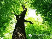 【博皓感悟】欲為大樹，莫與草爭