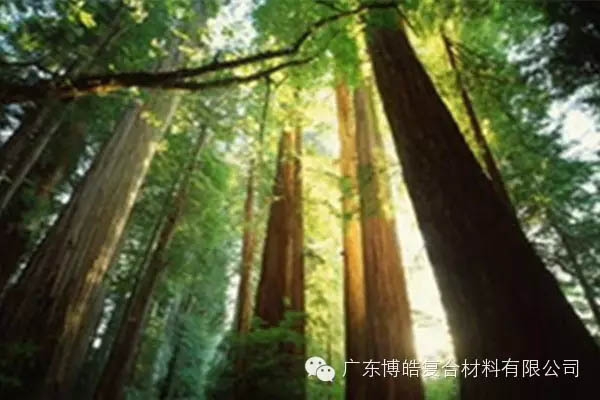 【博皓感悟】欲為大樹，莫與草爭-2