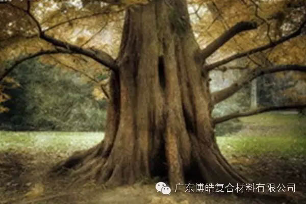 【博皓感悟】欲為大樹，莫與草爭-4